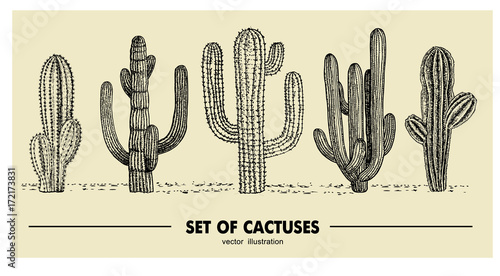 Fotografia, Obraz Vector set of hand drawn cactus