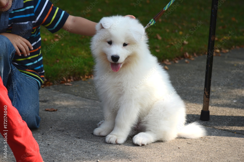 A boy is playing with a cute pet dog, a white Japanese spitz puppy, on the street on a sunny day 
