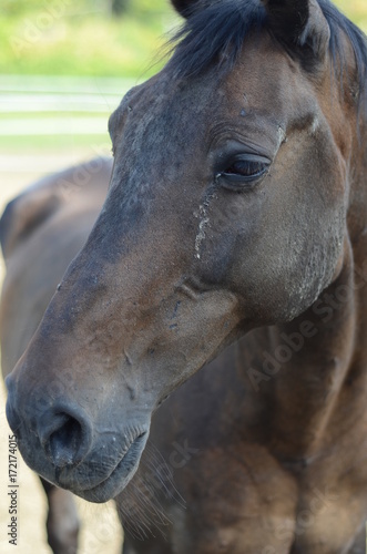 horse portrait face brown