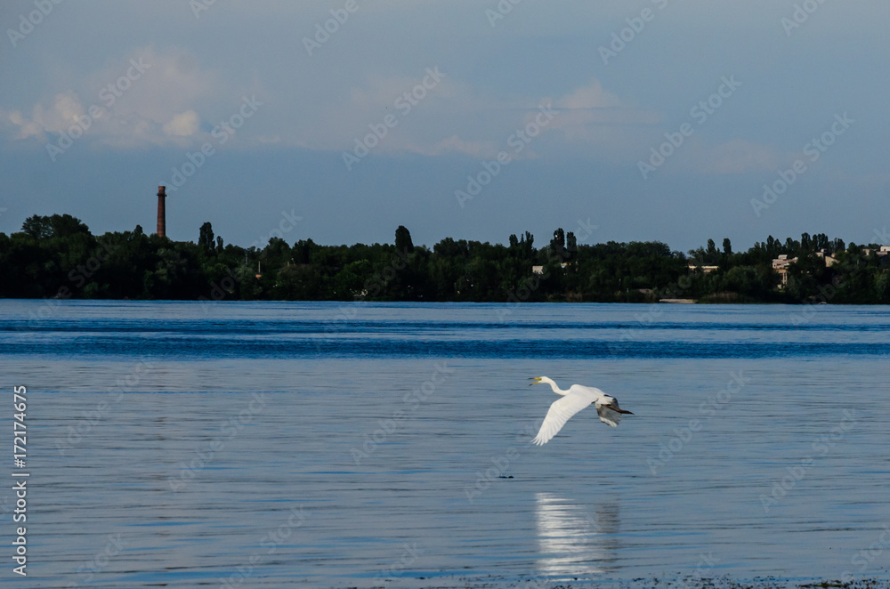 Great egret (ardea alba) in a flight above the water surface