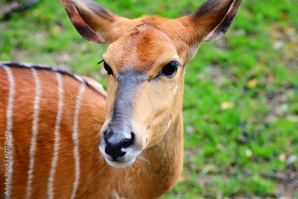Lowland Nyala (Tragelaphus angasii) portrait of a cute famale Lowland Nyala (Tragelaphus angasii) portrait of a cute famale