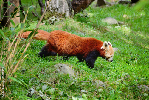 Fototapeta Naklejka Na Ścianę i Meble -  Red Panda, Firefox or Lesser Panda (Ailurus fulgens)