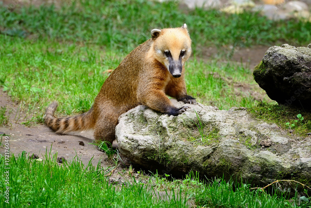 Fototapeta premium Cute coati (Nasua), wild animal looking like raccoon