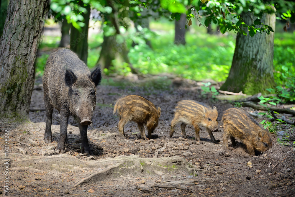 Wild boar family with striped piglets in the forest Wild boar family with striped piglets in the forest
