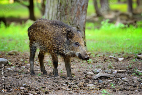 Young wild boar in the forest. Selective focus