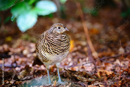 Quail. Common quail in the autumn forest