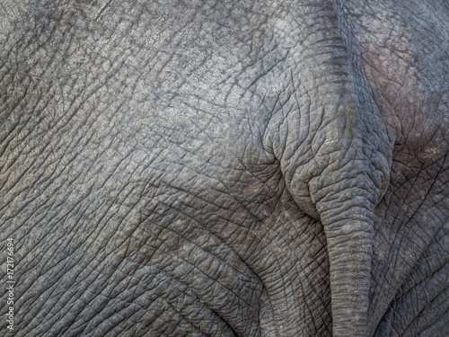 Closeup of tail of African elephant with wrinkly grey skin and nice texture, Botswana, Africa