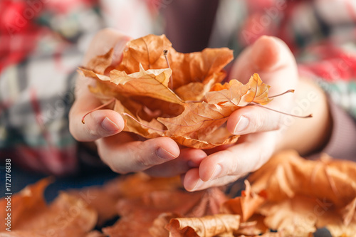heap of fall leaf on blue table in hands photo