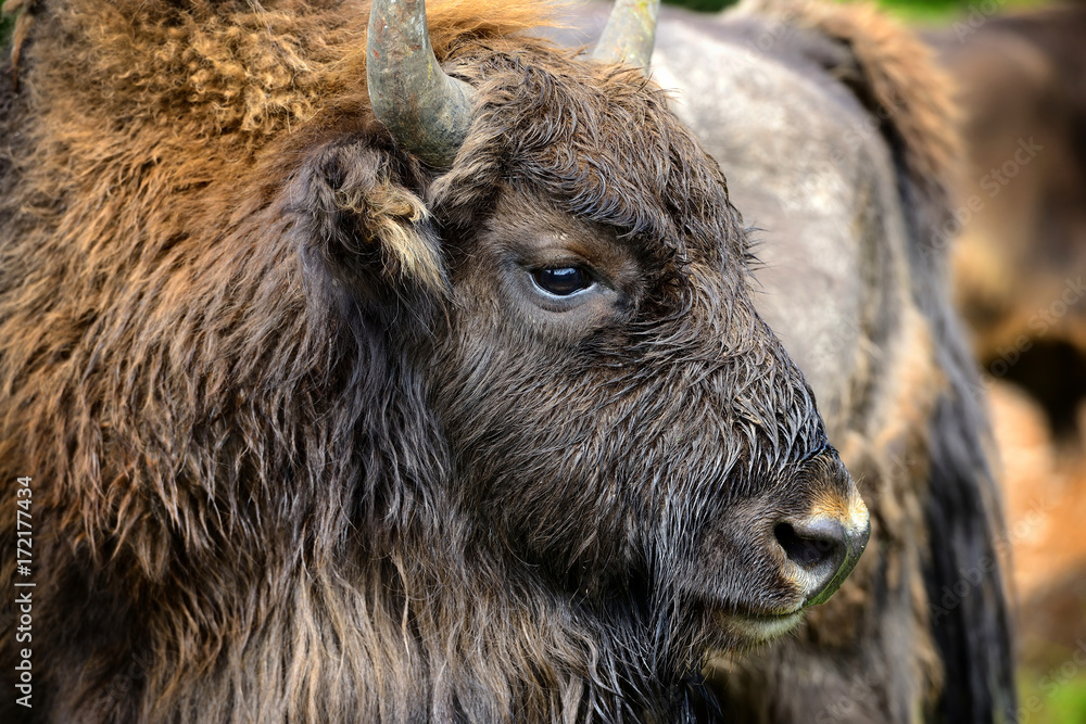 Fototapeta premium Portrait of European bison (Bison bonasus). Wisent.
