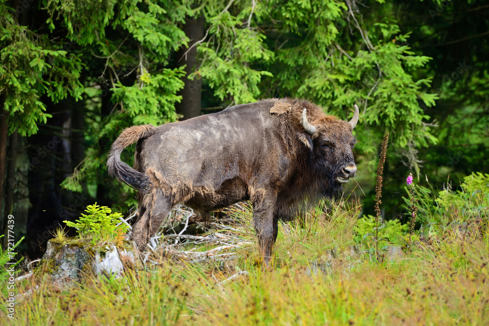 European Bison in the forest. Wisent. Bison bonasus European Bison in the forest. Wisent. Bison bonasus