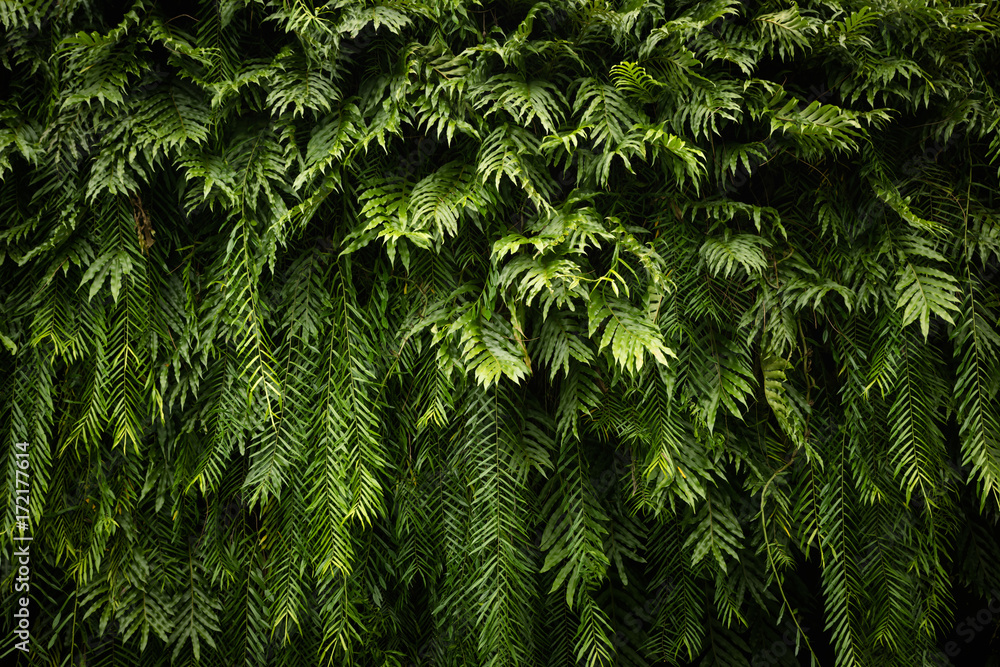 Fototapeta premium Nature green leaf background and textured, Leaves wall for background, Fern background