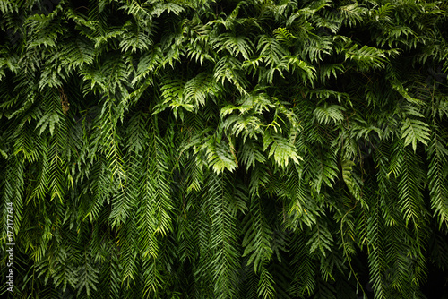 Nature green leaf background and textured, Leaves wall for background, Fern background