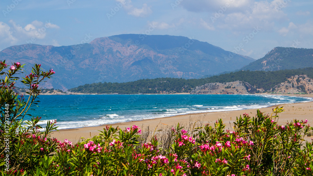 Beautiful bright pink flowers on the coast. Incredible turkish beaches