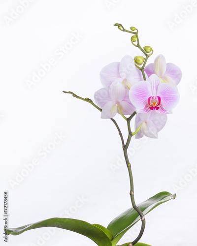 A butterfly orchid plant on white background