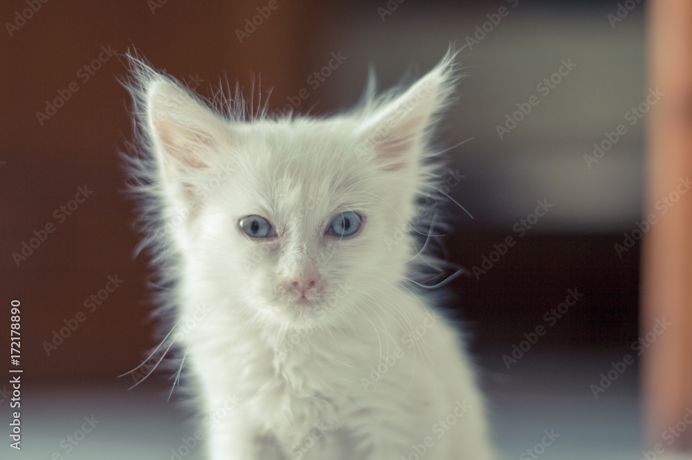 Precioso gatito blanco con ojos azules mirando de frente a la cámara