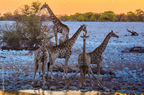 Giraffe is drinking on a waterhole, etosha nationalpark, namibia, (giraffa camelopardalis)