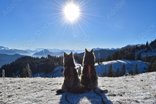 Winterwandern mit Hund photo