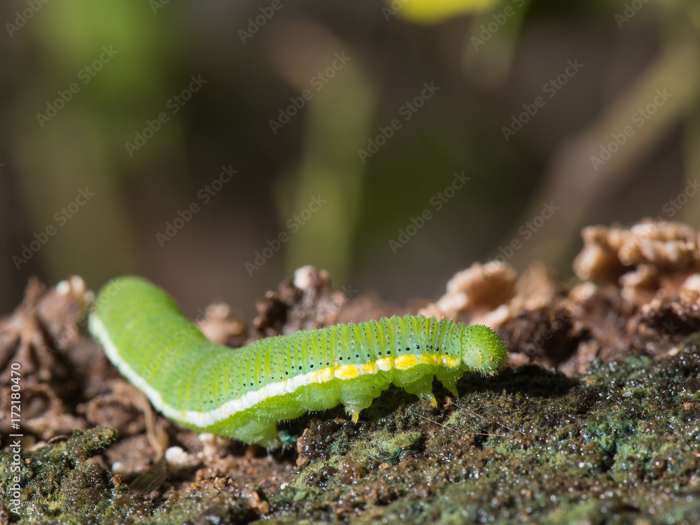 Caterpillar (The common grass yellow) Caterpillar (The common grass yellow)