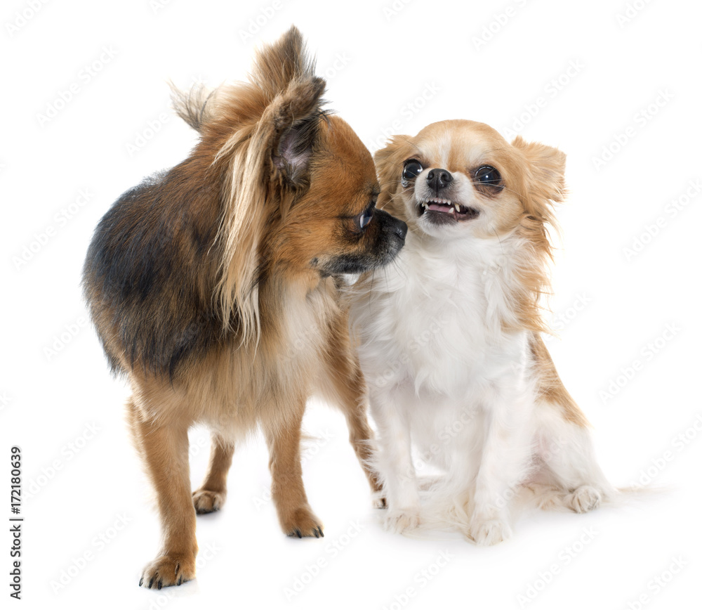 two long hair chihuahuas two long hair chihuahuas