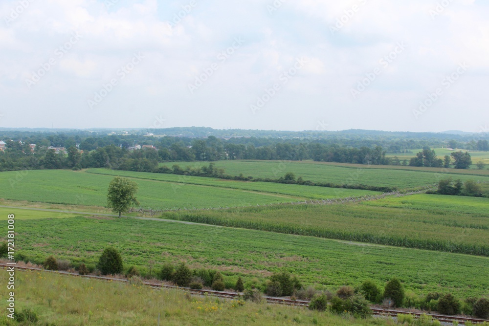 The crops of the farmland on a hot and hazy summer day. 