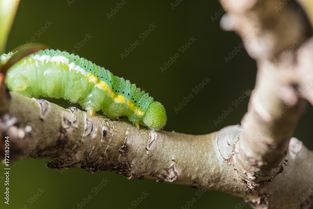 Caterpillar (The common grass yellow)