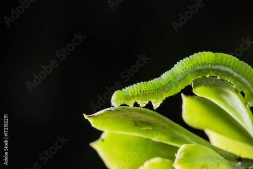 Caterpillar (The common grass yellow) with black background