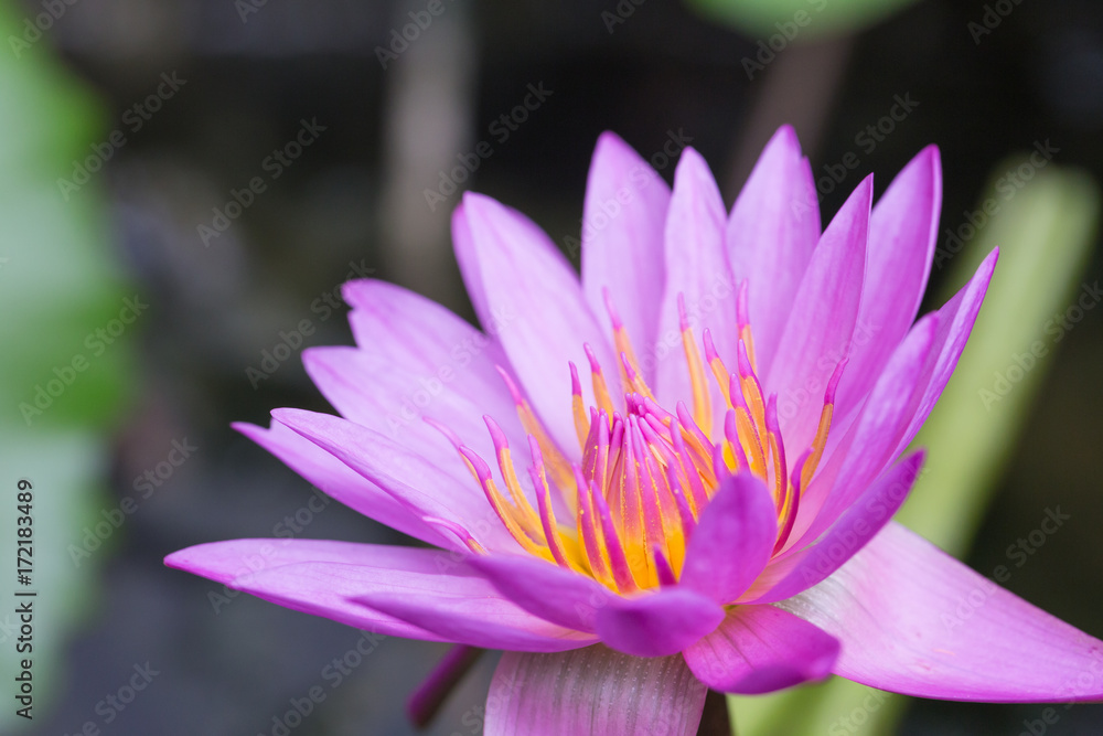 beautiful purple water lily bloom in the pond , lotus beautiful purple water lily bloom in the pond , lotus