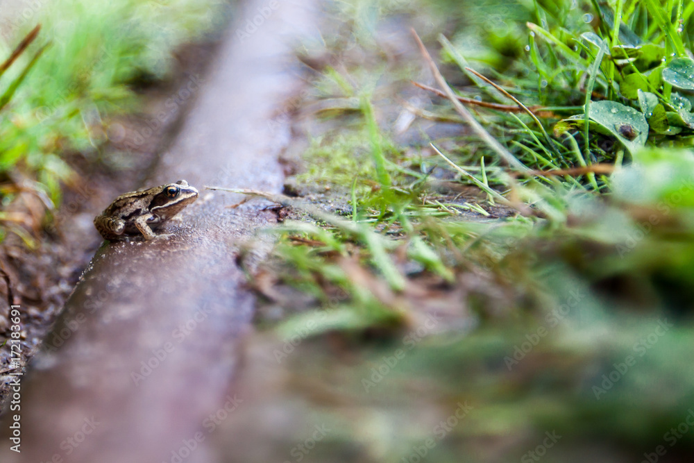Frosch auf Schiene Frosch auf Schiene