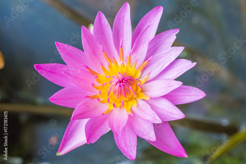beautiful purple water lily bloom in the pond , lotus