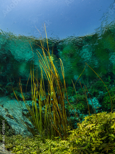 reed at the source of river sakarya