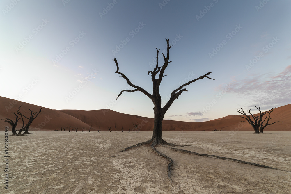 Scenic view of bare trees at Namib Naukluft National Park Scenic view of bare trees at Namib Naukluft National Park