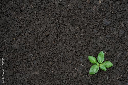 Seedling green plant surface top view textured background photo