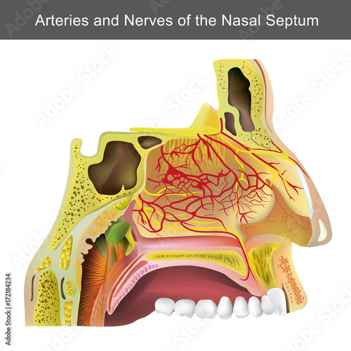 The nasal cavity (or nasal fossa) is a large air filled space above and behind the nose in the middle of the face. Each cavity is the continuation of one of the two nostrils. Part of anatomy human.
