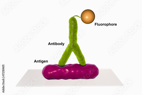 Direct immunofluorescent reaction RIF, 3D illustration. RIF is immunological reaction used in diagnostics of different infectious diseases photo