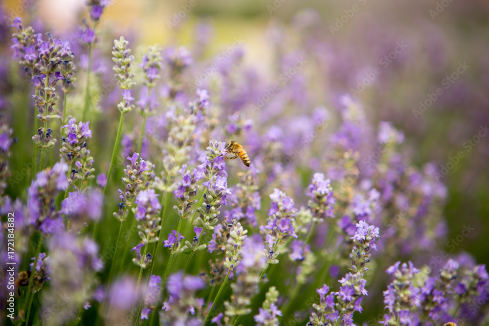Lavender and Bees 4 Lavender and Bees 4