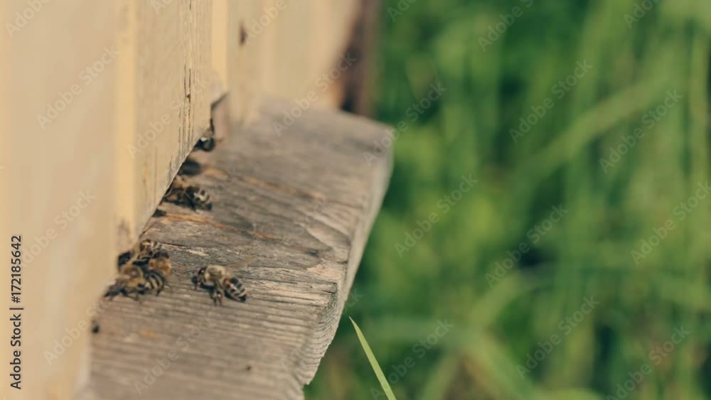 Close up shot of bees take off for work from a beehive and come back with nectar. Close up shot of bees take off for work from a beehive and come back with nectar.