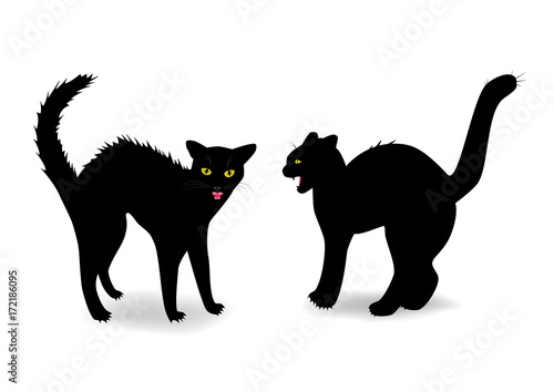 two evil cats bared teeth isolated on the white background