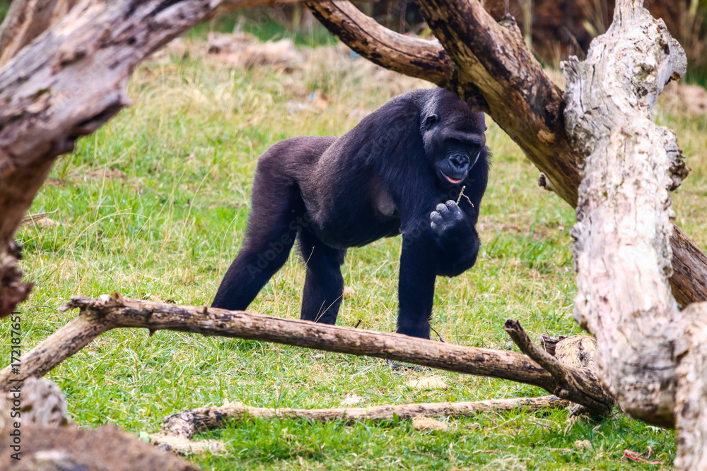 Naklejka premium Gorilla in Cabarceno National Park