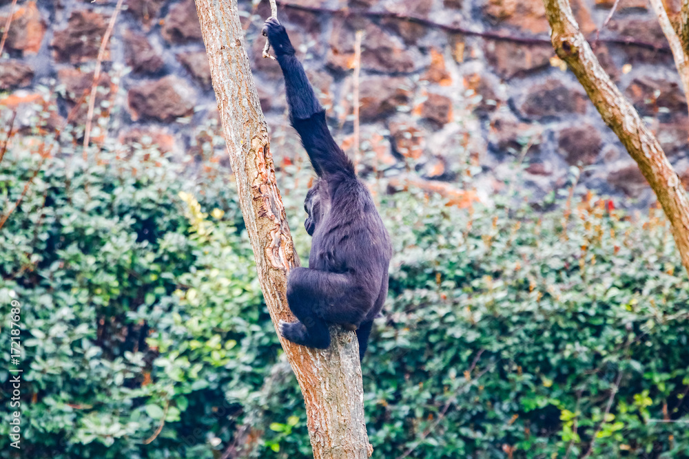 Naklejka premium Gorilla in Cabarceno National Park