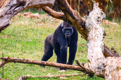 Gorilla in Cabarceno National Park photo