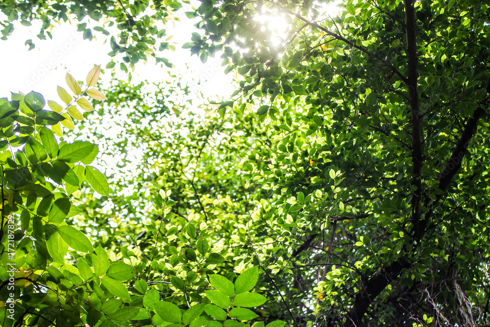Leaves green, sunshine in summer wild nature Leaves green, sunshine in summer wild nature