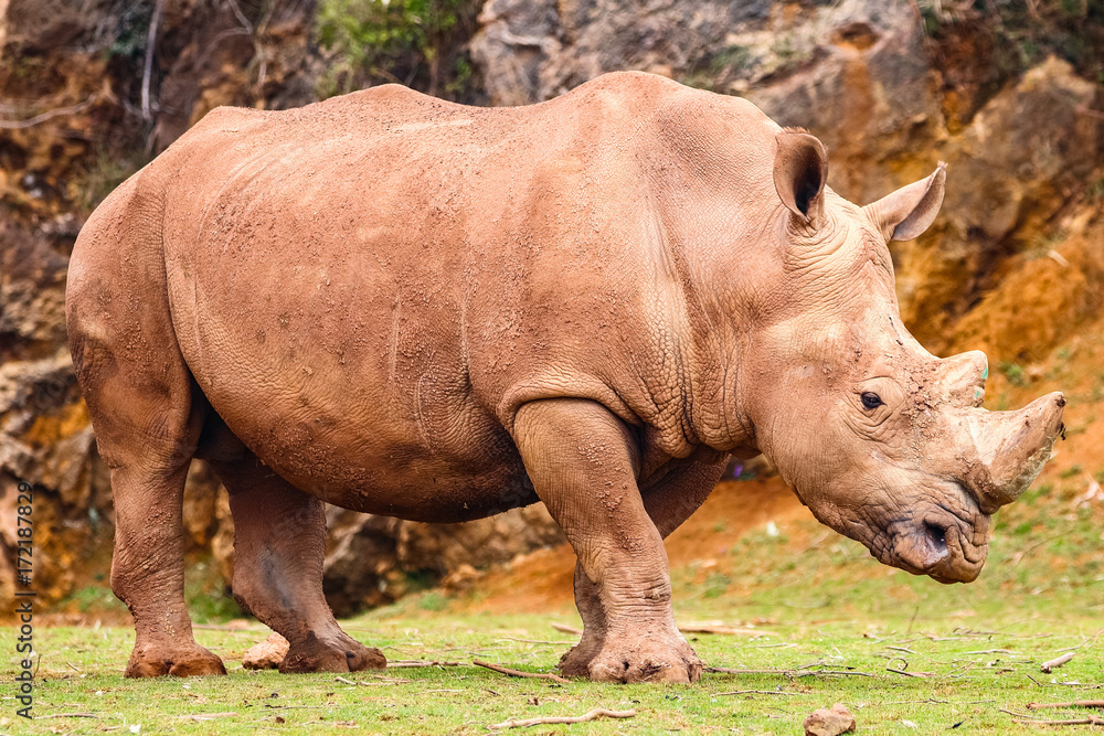 White rhinoceros or White Rhino, Ceratotherium simum, with big horn in Cabarceno Natural Park White rhinoceros or White Rhino, Ceratotherium simum, with big horn in Cabarceno Natural Park