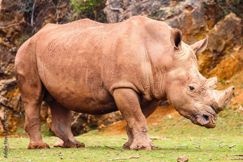 White rhinoceros or White Rhino  Ceratotherium simum  with big horn in Cabarceno Natural Park