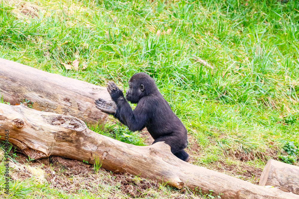 Naklejka premium Gorilla in Cabarceno National Park