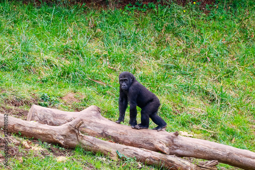 Gorilla in Cabarceno National Park photo