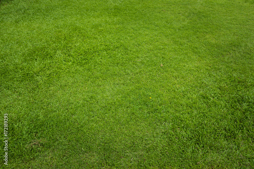 Green grass background and textured