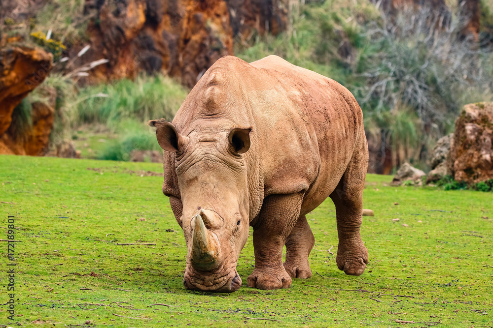 Fototapeta premium White rhinoceros or White Rhino, Ceratotherium simum, with big horn in Cabarceno Natural Park