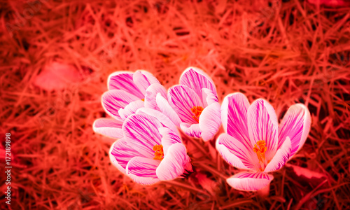 Four delicate crocuses in the grass. Passion idea. Toned photo. 