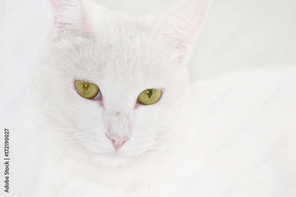 White Cat White Cat