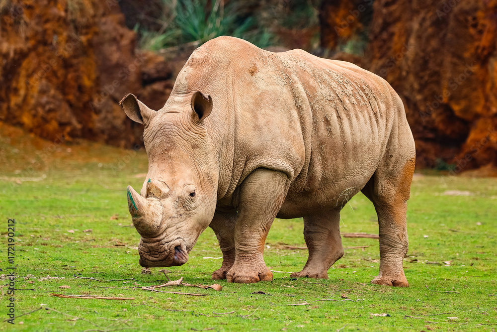 Obraz premium White rhinoceros or White Rhino, Ceratotherium simum, with big horn in Cabarceno Natural Park